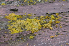 Xanthoria parietina