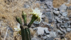 Trichocereus cuzcoensis