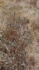 Podalyria sericea