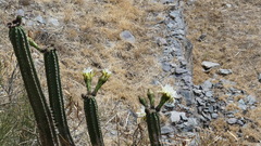 Trichocereus cuzcoensis