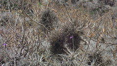 Tillandsia capillaris