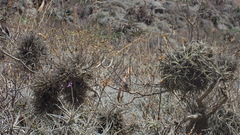Tillandsia capillaris