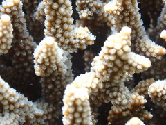 Acropora