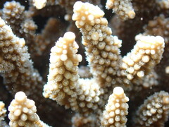 Acropora
