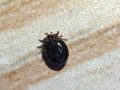 Ixodes frontalis