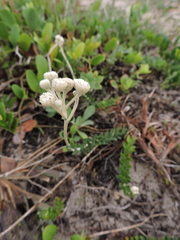 Baccharis gnaphalioides