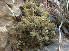 Tillandsia nana