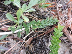 Baccharis gnaphalioides