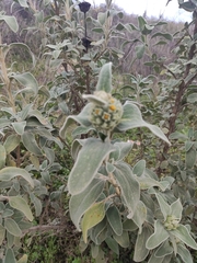 Phlomis fruticosa