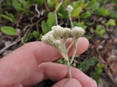 Baccharis gnaphalioides
