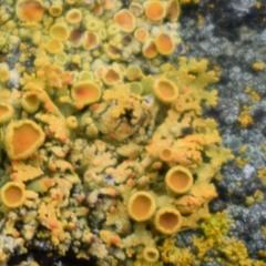 Xanthomendoza hasseana