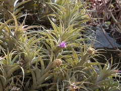 Tillandsia nana