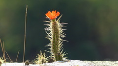 Corryocactus erectus