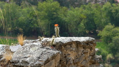 Corryocactus erectus