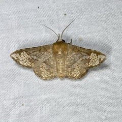 Canaea hyalospila