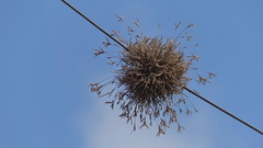 Tillandsia capillaris