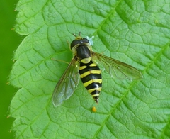 Syrphus knabi