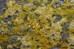 Xanthomendoza hasseana