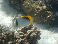 Chaetodon lineolatus