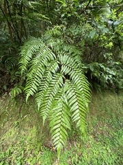 Gymnosphaera podophylla