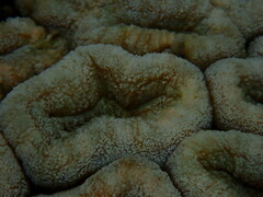 Lobophyllia