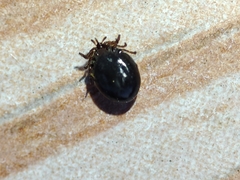 Ixodes frontalis
