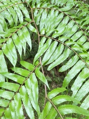 Gymnosphaera podophylla