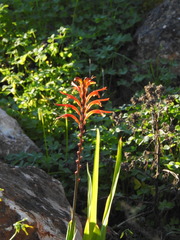 Chasmanthe floribunda