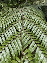 Gymnosphaera podophylla