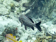 Haemulon carbonarium