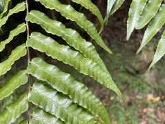 Gymnosphaera podophylla