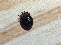 Ixodes frontalis