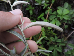 Pterocaulon