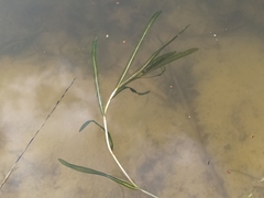 Potamogeton crispus