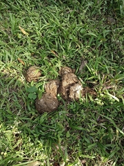 Elephas maximus indicus