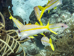 Mulloidichthys martinicus