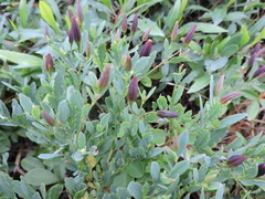 Porophyllum obscurum