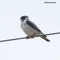 Polihierax semitorquatus