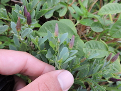 Porophyllum obscurum
