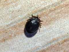 Ixodes frontalis