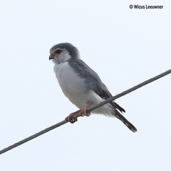 Polihierax semitorquatus