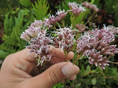 Symphyopappus casarettoi