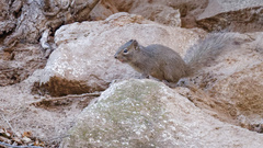 Sciurotamias davidianus