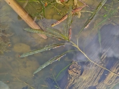 Potamogeton crispus