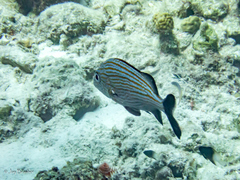 Haemulon carbonarium