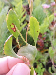 Symphyopappus casarettoi