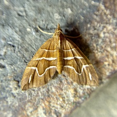 Chaetolopha leucophragma