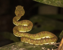 Bothriechis supraciliaris