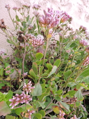 Symphyopappus casarettoi