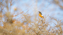 Phoenicurus erythrogastrus